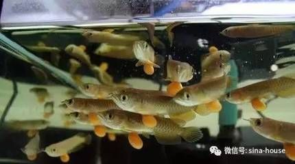 龍魚要多少溫度養vs祥龍魚場：祥龍魚場養殖注意事項祥龍魚場口碑評價龍魚養殖注意事項