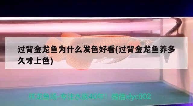 過背金龍魚為什么發色好看(過背金龍魚養多久才上色)
