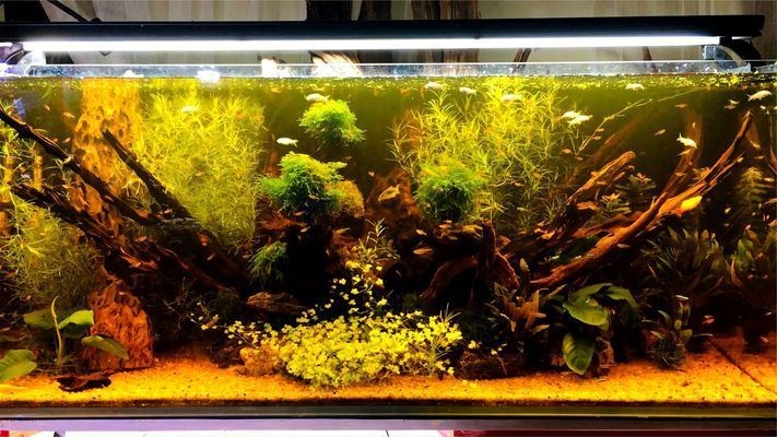 60金魚缸要用多少水草泥？：一個長60cm、寬30cm的金魚缸種植水草泥鋪設(shè)建議