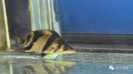 印尼虎魚呼吸急促暴斃：印尼虎魚呼吸急促后突然死亡原因可能有多種