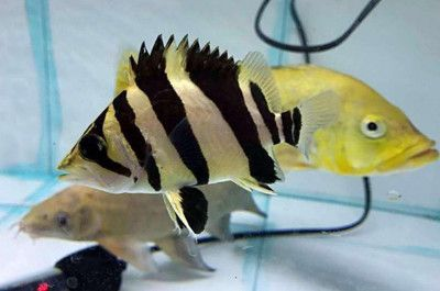 印尼虎魚呼吸急促暴斃：印尼虎魚呼吸急促后突然死亡原因可能有多種
