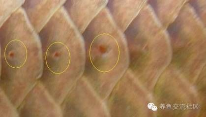 龍魚鱗片裂開了怎么辦：龍魚鱗片裂開了怎么辦龍魚鱗片裂開了怎么辦