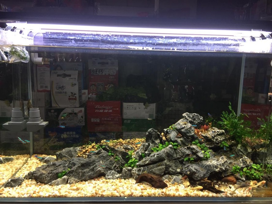 大型底濾魚缸造景設計：大型底濾魚缸的設計的原理和優(yōu)勢