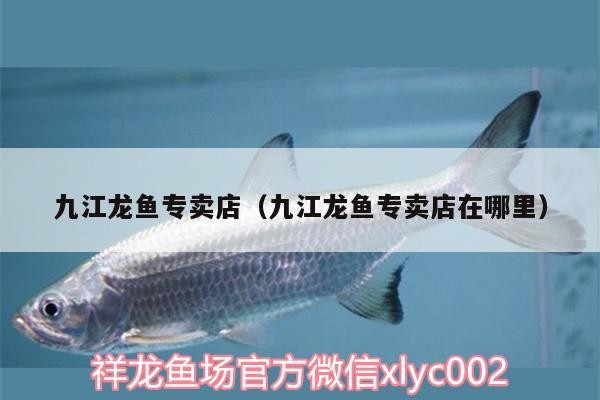九江龍魚專賣店（九江龍魚專賣店在哪里）