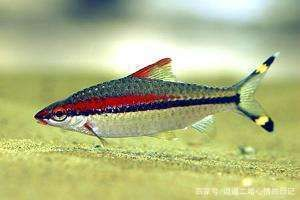 紅眉道人魚（一眉道人魚的飼養(yǎng)技巧）