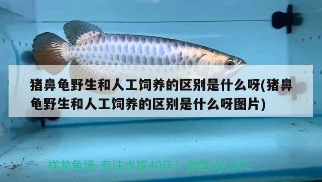 豬鼻龜野生和人工飼養(yǎng)的區(qū)別是什么呀(豬鼻龜野生和人工飼養(yǎng)的區(qū)別是什么呀圖片)