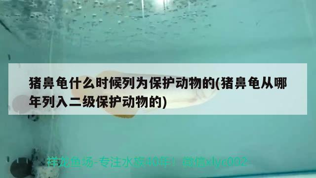 豬鼻龜什么時候列為保護動物的(豬鼻龜從哪年列入二級保護動物的)