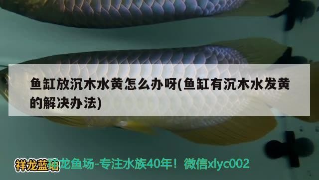 魚缸放沉木水黃怎么辦呀(魚缸有沉木水發黃的解決辦法)