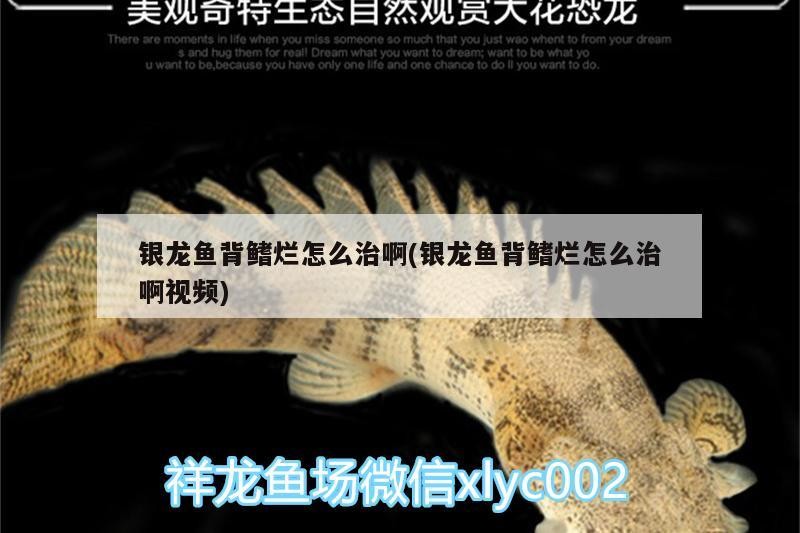銀龍魚背鰭爛怎么治啊(銀龍魚背鰭爛怎么治啊視頻)