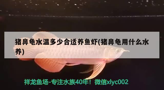 豬鼻龜水溫多少合適養魚蝦(豬鼻龜用什么水養)