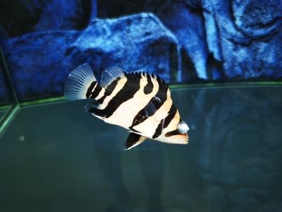 虎魚眼睛藍色是蒙眼嗎：虎魚眼睛呈現藍色是否意味著它患有蒙眼癥的典型癥狀