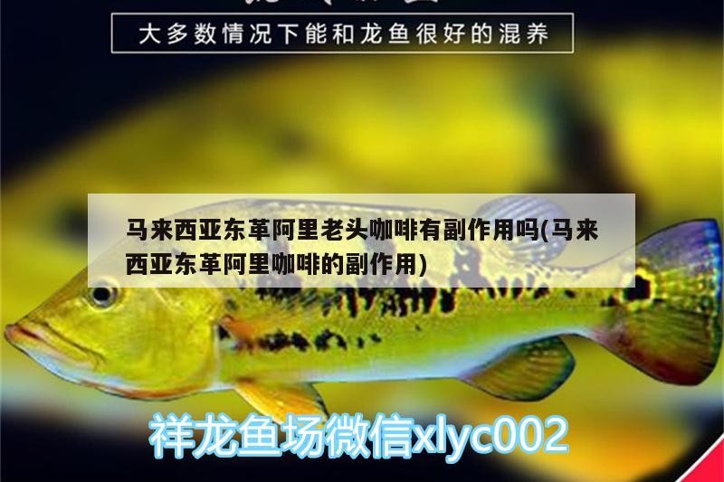 馬來西亞東革阿里老頭咖啡有副作用嗎(馬來西亞東革阿里咖啡的副作用)