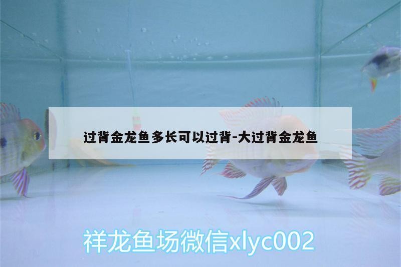 過背金龍魚多長可以過背:大過背金龍魚