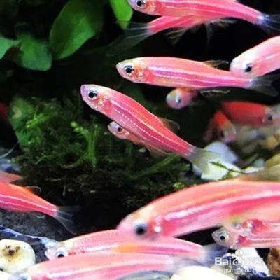 大魚缸養什么魚好看又好養：什么樣的魚適合養魚缸？