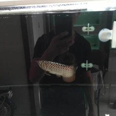 虎魚身體發白怎么治療視頻：虎魚身體發白怎么治療