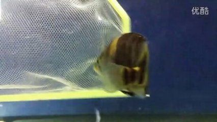 虎魚身體發白怎么治療視頻：虎魚身體發白怎么治療