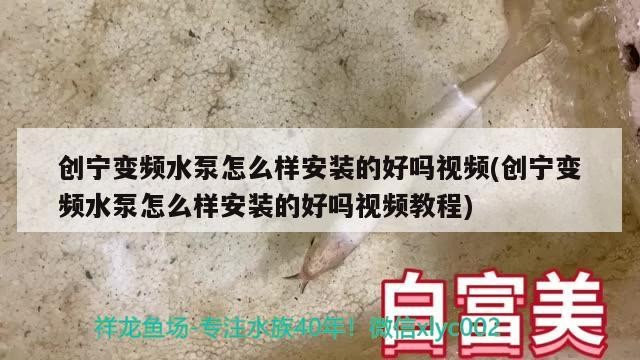 給我一些辨別中山龍魚真假的實際案例，中山龍魚真假辨別