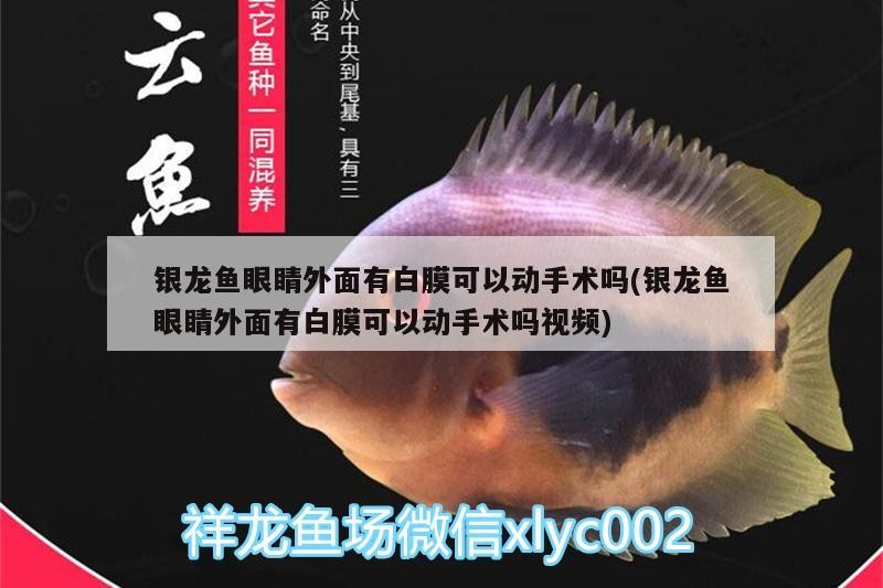 銀龍魚眼睛外面有白膜可以動手術嗎(銀龍魚眼睛外面有白膜可以動手術嗎視頻)