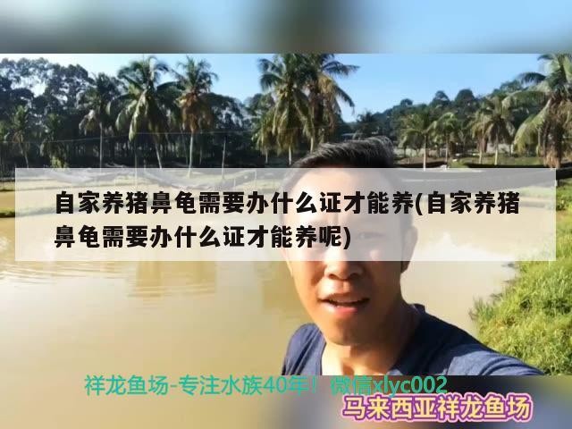 自家養豬鼻龜需要辦什么證才能養(自家養豬鼻龜需要辦什么證才能養呢)