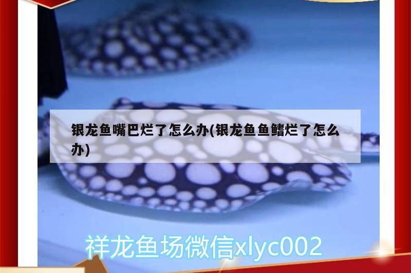 銀龍魚嘴巴爛了怎么辦(銀龍魚魚鰭爛了怎么辦)