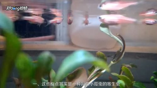 小虎魚身上有白斑怎么回事：小虎魚身上出現白斑可能是白點病的表現小虎魚身上有白斑怎么回事