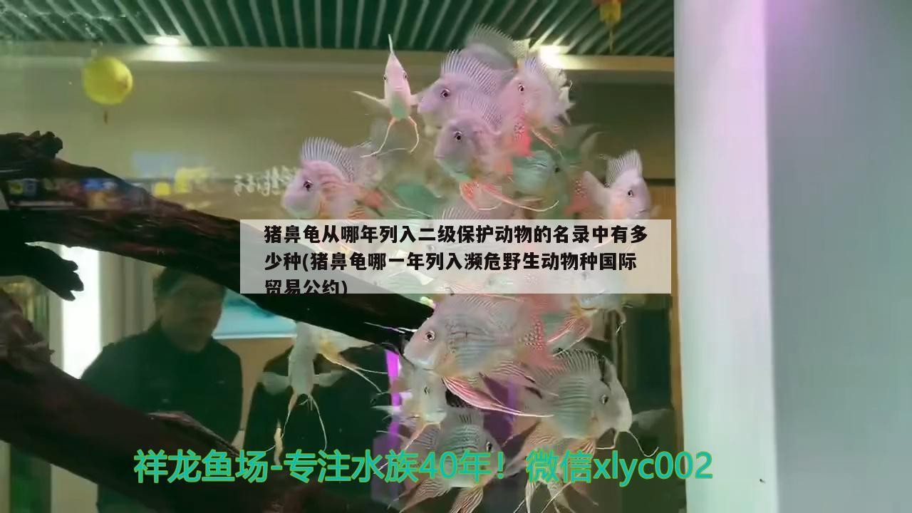 豬鼻龜從哪年列入二級保護動物的名錄中有多少種(豬鼻龜哪一年列入瀕危野生動物種國際貿易公約)