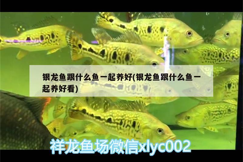 銀龍魚跟什么魚一起養好(銀龍魚跟什么魚一起養好看)