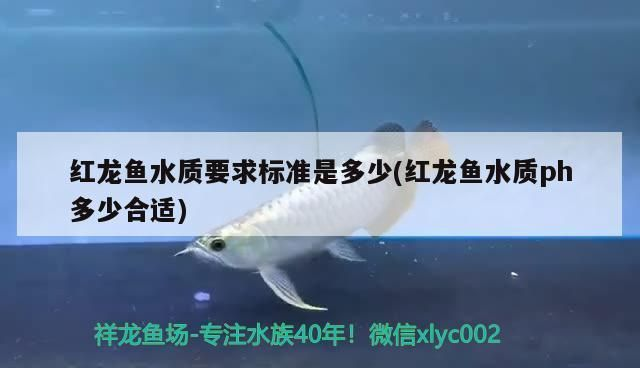 紅龍魚原產地ph值多少：關于紅龍魚原產地ph值的詳細信息