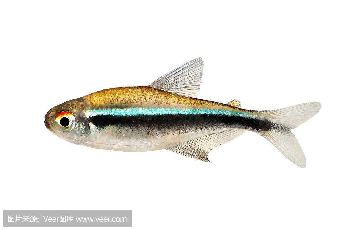虎魚褪色變白什么原因：虎魚褪色變白可能有多種原因虎魚褪色變白可能有多種原因