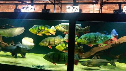 大魚缸加熱棒什么牌子好：aquazonic/艾柯品牌加熱棒產品選擇