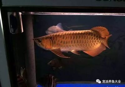 大魚缸加熱棒什么牌子好：aquazonic/艾柯品牌加熱棒產品選擇