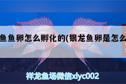 銀龍魚魚卵怎么孵化的(銀龍魚卵是怎么受精)