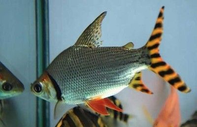 虎魚咬魟魚尾巴：為什么虎魚會咬魟魚的尾巴？