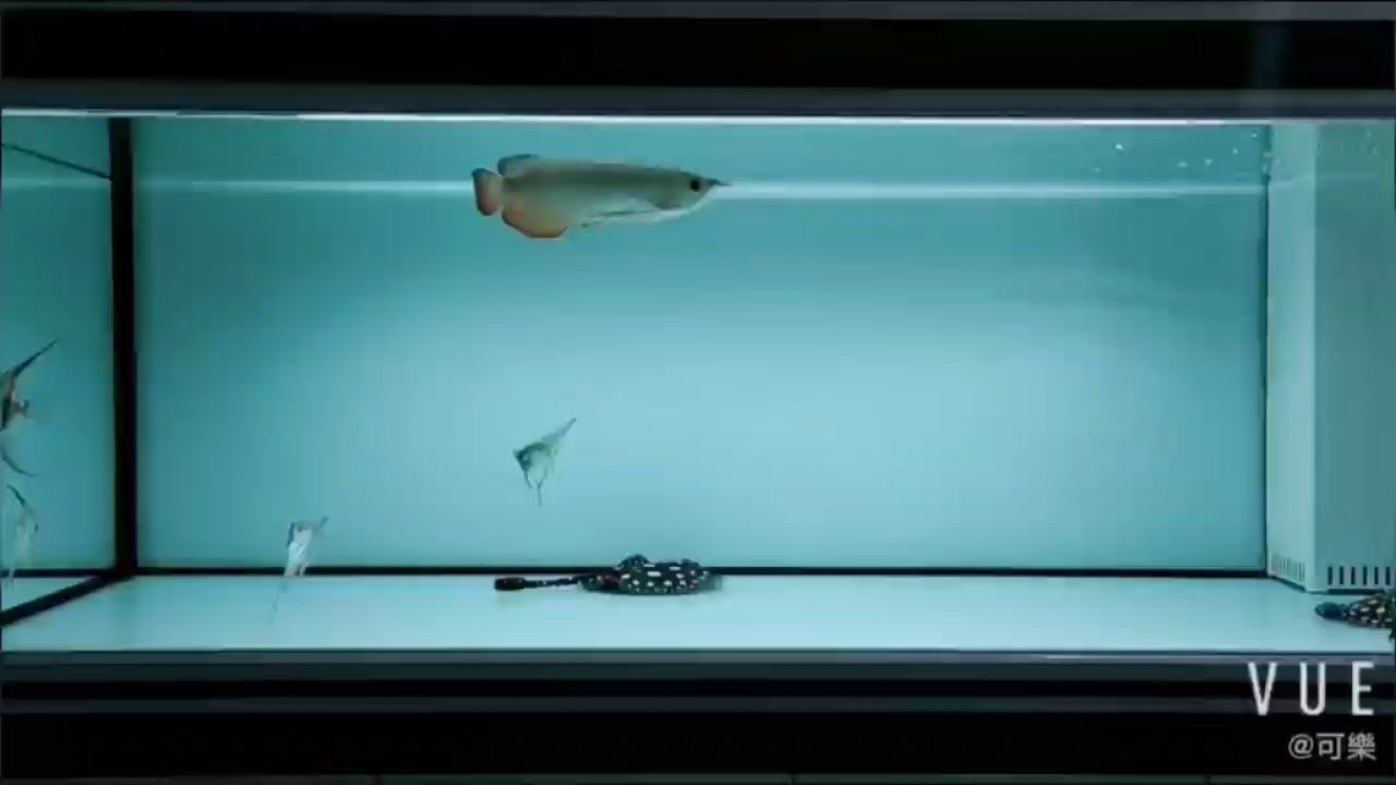 魚缸清缸換水多久放魚 清完魚缸水得放多長時間才能養魚