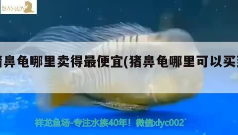 豬鼻龜哪里賣得最便宜(豬鼻龜哪里可以買到)
