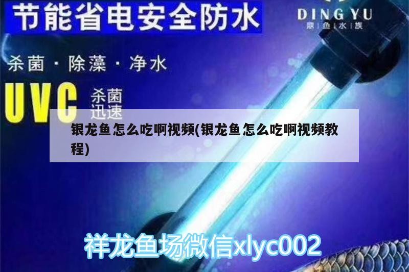 銀龍魚怎么吃啊視頻(銀龍魚怎么吃啊視頻教程)