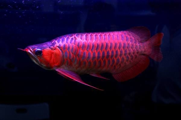龍魚立磷病為什么冶不好vs祥龍魚場：龍魚立磷病為什么治不好