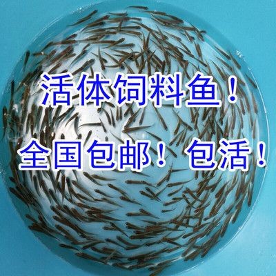 小虎魚吃飼料嗎會死嗎：小虎魚可以吃飼料嗎？