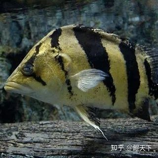 虎魚身形：虎魚的體型大小各異,一般來說,它們的體長可以達到100～150厘米