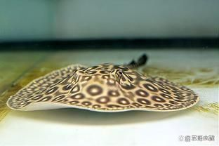 新手養BD魟魚注意事項：bd魟魚適宜的水族箱大小