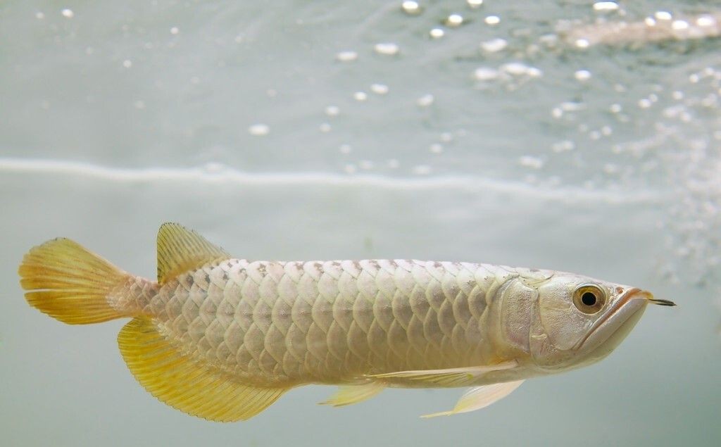 過背金龍魚能吃嗎有毒嗎圖片：探討過背金龍魚的安全性及其食用價值