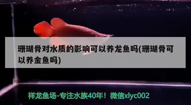 龍魚缸過濾是否可以放珊瑚骨呢，珊瑚骨對水質的影響