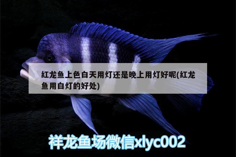 魚缸用增氧泵價格是多少:魚缸增氧機-xtrac增氧機-xtrac增氧機 紅龍魚上色白天用燈還是晚上用燈好呢(紅龍魚用白燈的好處) 魟魚百科 紅龍魚上色白天用燈還是晚上用燈好呢(紅龍魚用白燈的好處) 紅龍魚上色白天用燈還是晚上用燈好呢(紅龍魚用白燈的好處) 魟魚百科