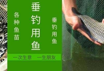 紅龍魚水溫多少合適釣魚