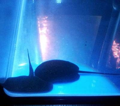 黑帝王魟魚繁殖環境最佳參數：關于黑帝王魟魚繁殖環境的最佳參數