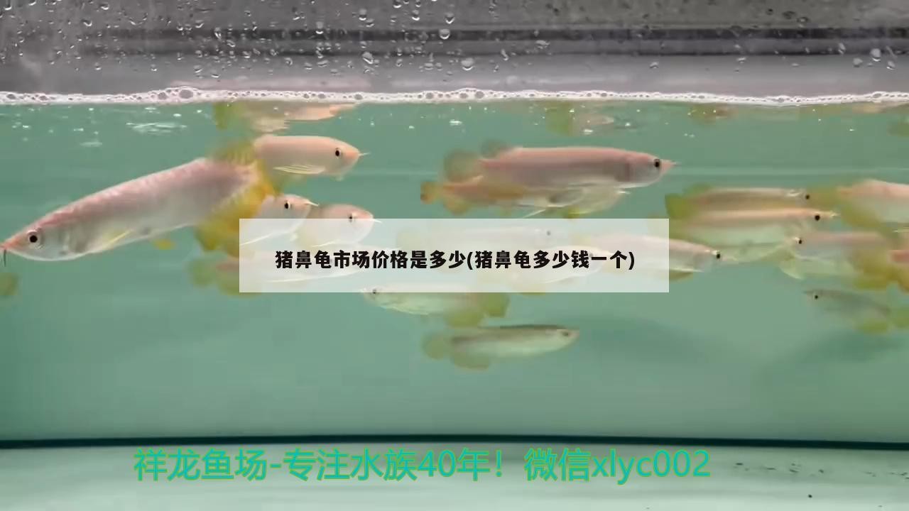 豬鼻龜市場價格是多少(豬鼻龜多少錢一個)