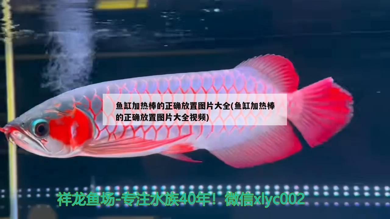 陶瓷魚缸怎么造景好看又簡(jiǎn)單的圖片(魚缸造景效果圖簡(jiǎn)單)