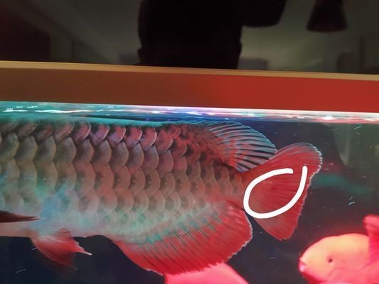 龍魚尾巴有紅點是什么：龍魚尾巴上出現紅點可能由多種因素引起