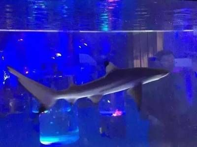 呼和浩特水族館vs祥龍魚場（呼和浩特水族館與祥龍魚場各有側重）