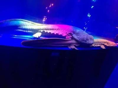 呼和浩特水族館vs祥龍魚場（呼和浩特水族館與祥龍魚場各有側重）